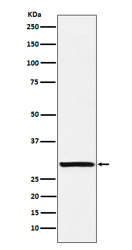 Intra Acrosomal Protein Rabbit mAb