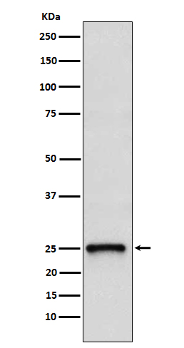 TC10 Rabbit mAb