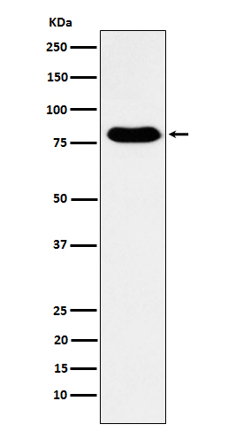 GTPBP4 Rabbit mAb