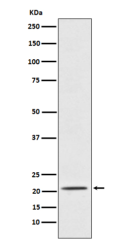 Placental Protein 14 / PAEP Rabbit mAb