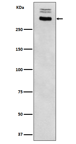 Thyroglobulin Rabbit mAb