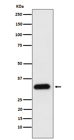 Apolipoprotein F Rabbit mAb