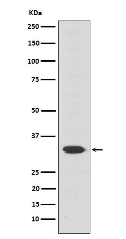 Otx2 Rabbit mAb