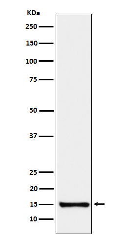 SAA4 Rabbit mAb