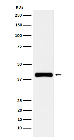 PON1 Rabbit mAb