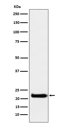 CEND1 Rabbit mAb