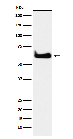 TCP1 alpha Rabbit mAb