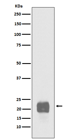 Cripto1 Rabbit mAb