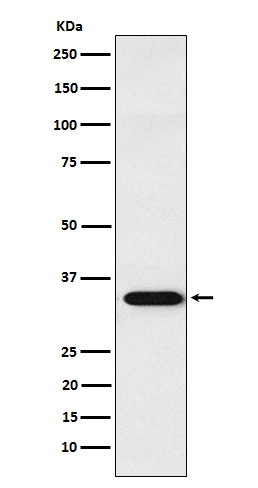 APRIL Rabbit mAb