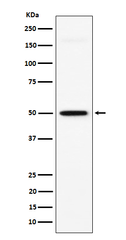 GPA33 Rabbit mAb