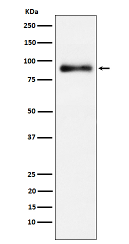 Lactoferrin Rabbit mAb