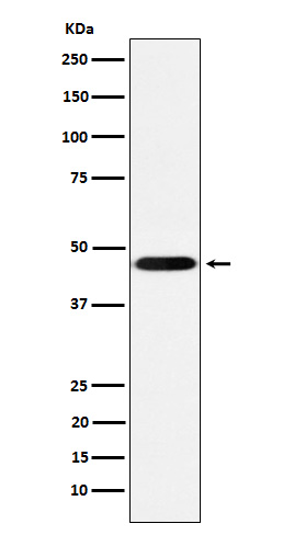 CD16 Rabbit mAb