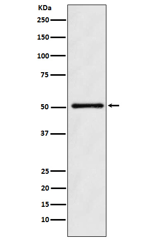 ODC1 Rabbit mAb