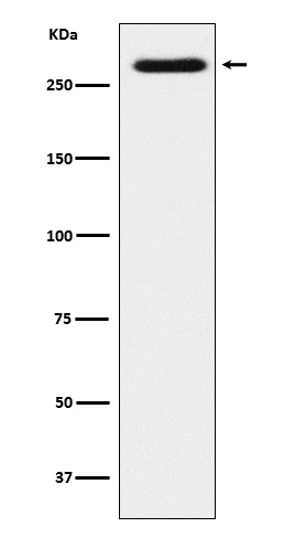 SorLA Rabbit mAb