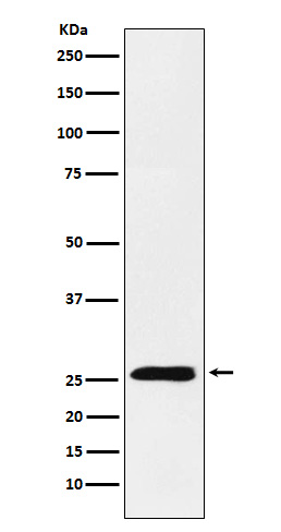 TNFSF9 Rabbit mAb