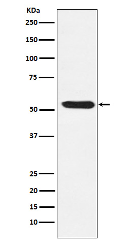 TEAD1/2/3/4 Rabbit mAb