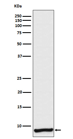 Apolipoprotein CI Rabbit mAb