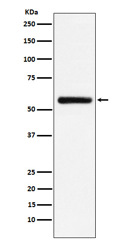 STK33 Rabbit mAb