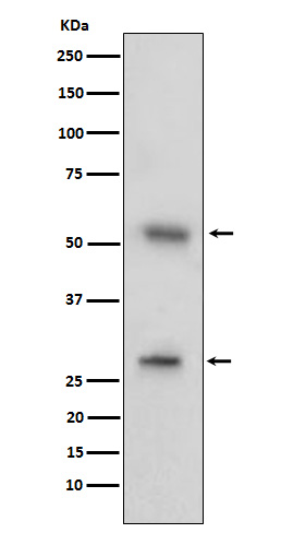 CD97 Rabbit mAb