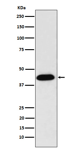 NUDC Rabbit mAb