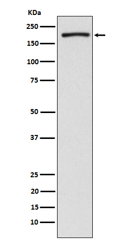 EHMT2/G9A Rabbit mAb