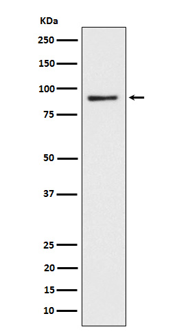 CD239 Rabbit mAb