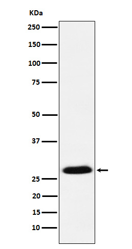 GSC Rabbit mAb