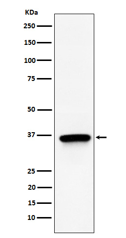 TIMM50 Rabbit mAb