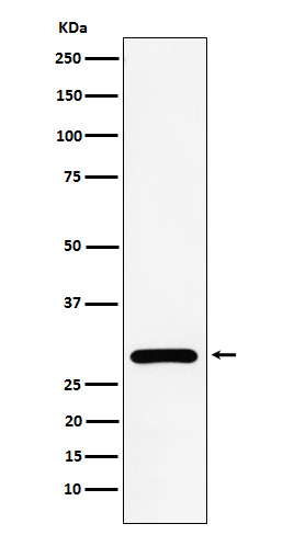 NEK6 Rabbit mAb