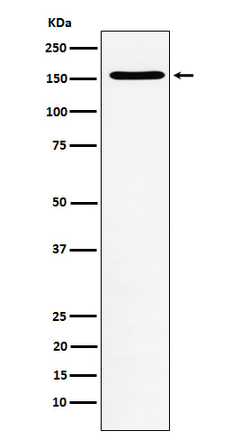 WAPL Rabbit mAb