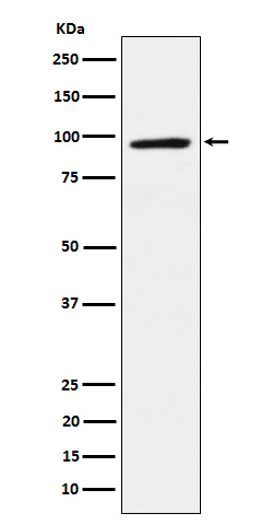 TAB3 Rabbit mAb