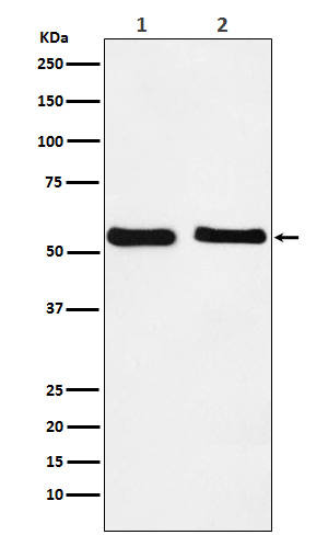 KLF10 Rabbit mAb