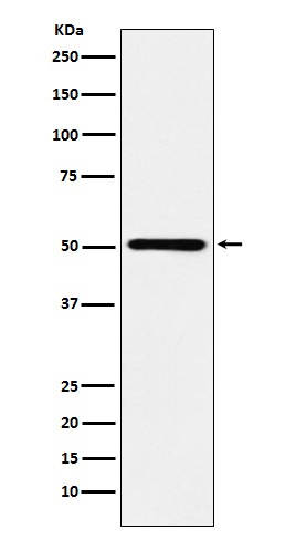 RING1 Rabbit mAb