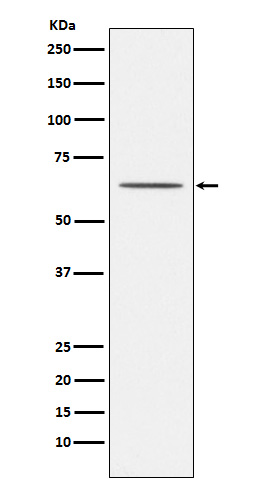 Nogo Receptor Rabbit mAb