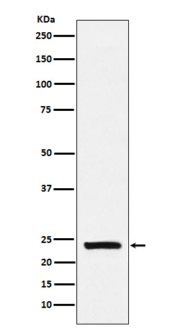 Casein Rabbit mAb