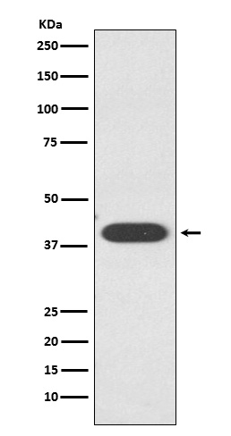 ZA2G / AZGP1 Rabbit mAb