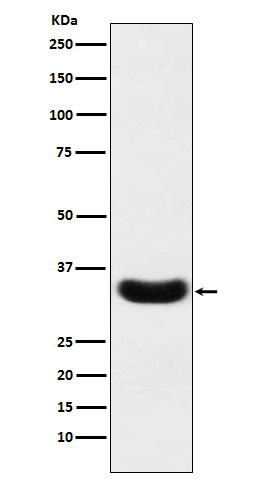 Scramblase 1 Rabbit mAb