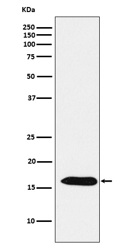 Peroxiredoxin 5 Rabbit mAb