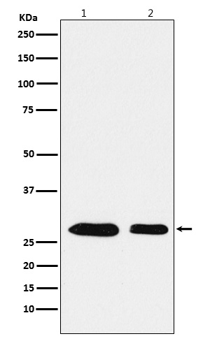 PHAPI2 / APRIL Rabbit mAb