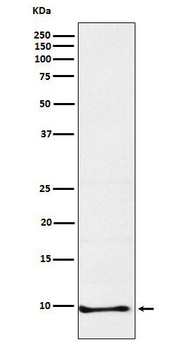 Neuronatin Rabbit mAb