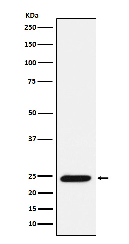 Bmf Rabbit mAb