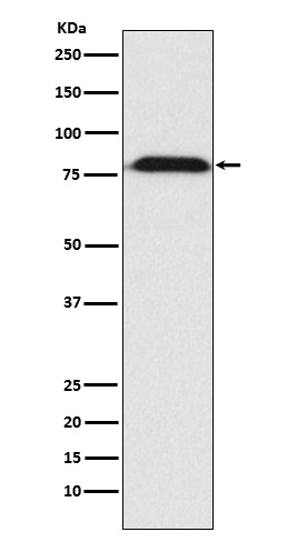 MAD1 Rabbit mAb