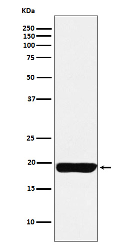 MYL9 Rabbit mAb