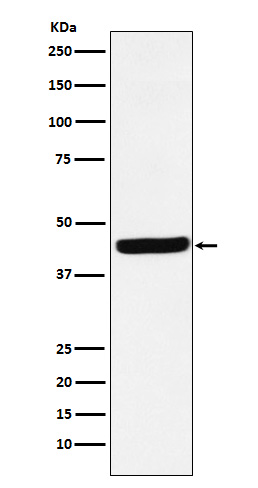 AHA1 Rabbit mAb