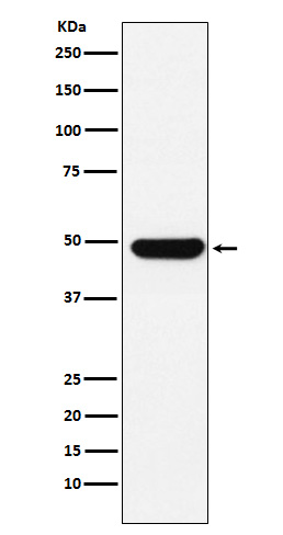 UAP56 Rabbit mAb