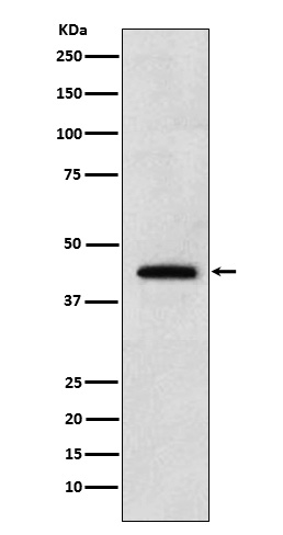 Renalase Rabbit mAb