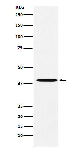 CAPG Rabbit mAb