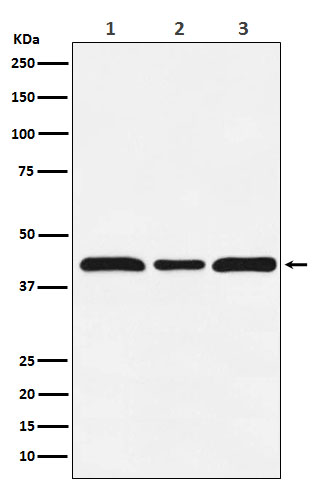 c-Maf Rabbit mAb