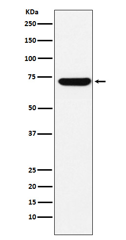 ZBTB7A Rabbit mAb