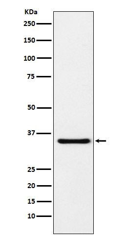 MDH1 Rabbit mAb